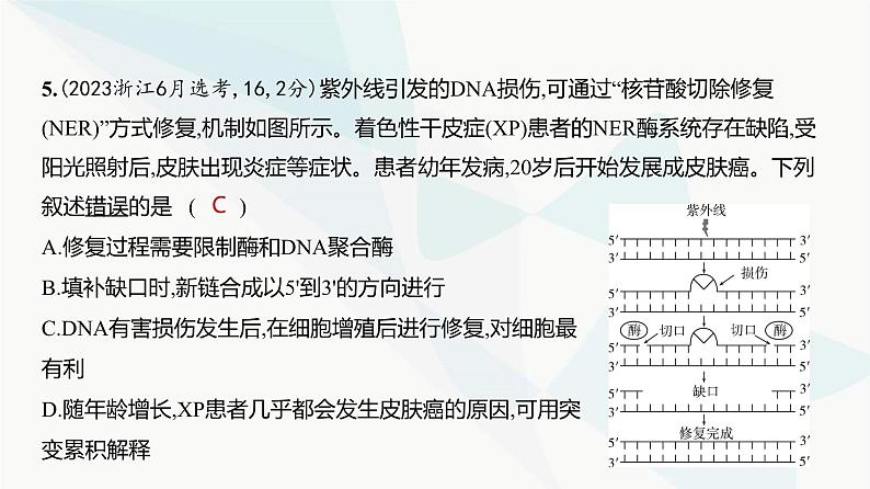 高考生物（山东专用）复习专题10遗传的分子基础练习课件07