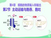 【核心素养】人教版高中生物必修一4.2《主动运输与胞吞、胞吐》课件＋课时练习＋教案（含教学反思）