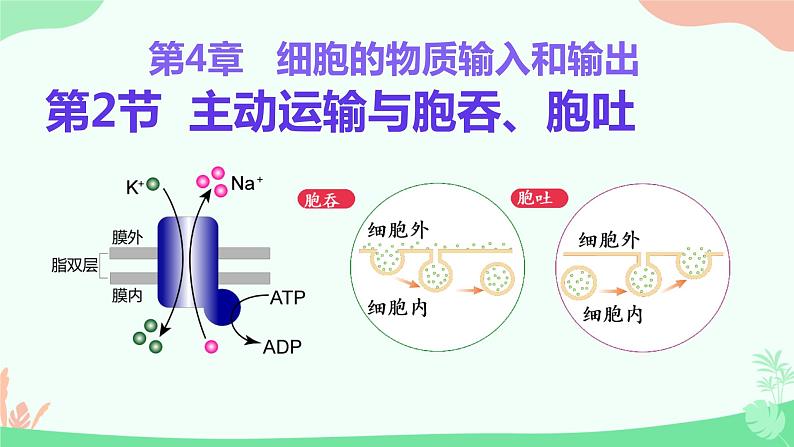 【核心素养】人教版高中生物必修一4.2《主动运输与胞吞、胞吐》课件＋课时练习＋教案（含教学反思）01