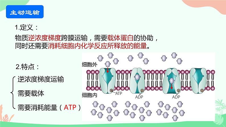 【核心素养】人教版高中生物必修一4.2《主动运输与胞吞、胞吐》课件＋课时练习＋教案（含教学反思）06