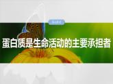 第一单元　第四课时　蛋白质是生命活动的主要承担者-2025年高考生物大一轮复习课件