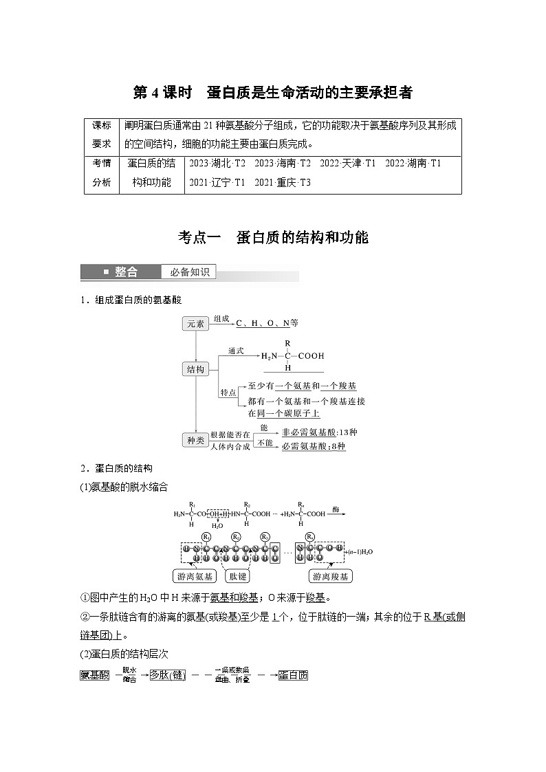 第一单元　第4课时　蛋白质是生命活动的主要承担者（教师版）第1页