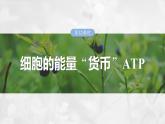 第三单元　第十二课时　细胞的能量“货币”ATP-2025年高考生物大一轮复习课件