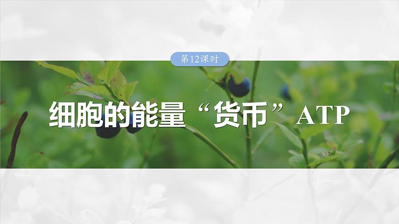 第三单元　第十二课时　细胞的能量“货币”ATP-2025年高考生物大一轮复习课件01