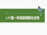 第三单元　第十二课时　细胞的能量“货币”ATP-2025年高考生物大一轮复习课件