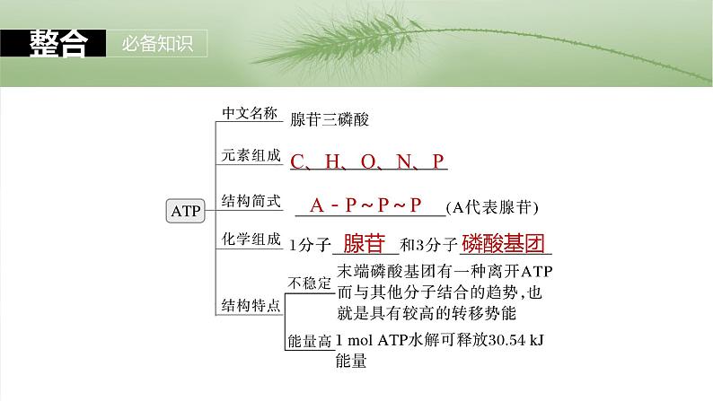 第三单元　第十二课时　细胞的能量“货币”ATP-2025年高考生物大一轮复习课件05