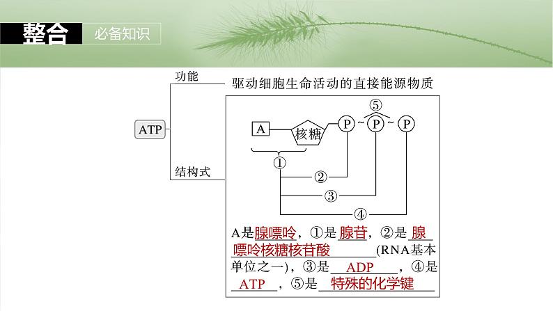 第三单元　第十二课时　细胞的能量“货币”ATP-2025年高考生物大一轮复习课件06