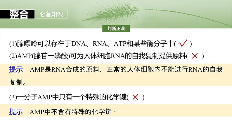 第三单元　第十二课时　细胞的能量“货币”ATP-2025年高考生物大一轮复习课件07