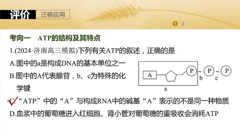 第三单元　第十二课时　细胞的能量“货币”ATP-2025年高考生物大一轮复习课件08