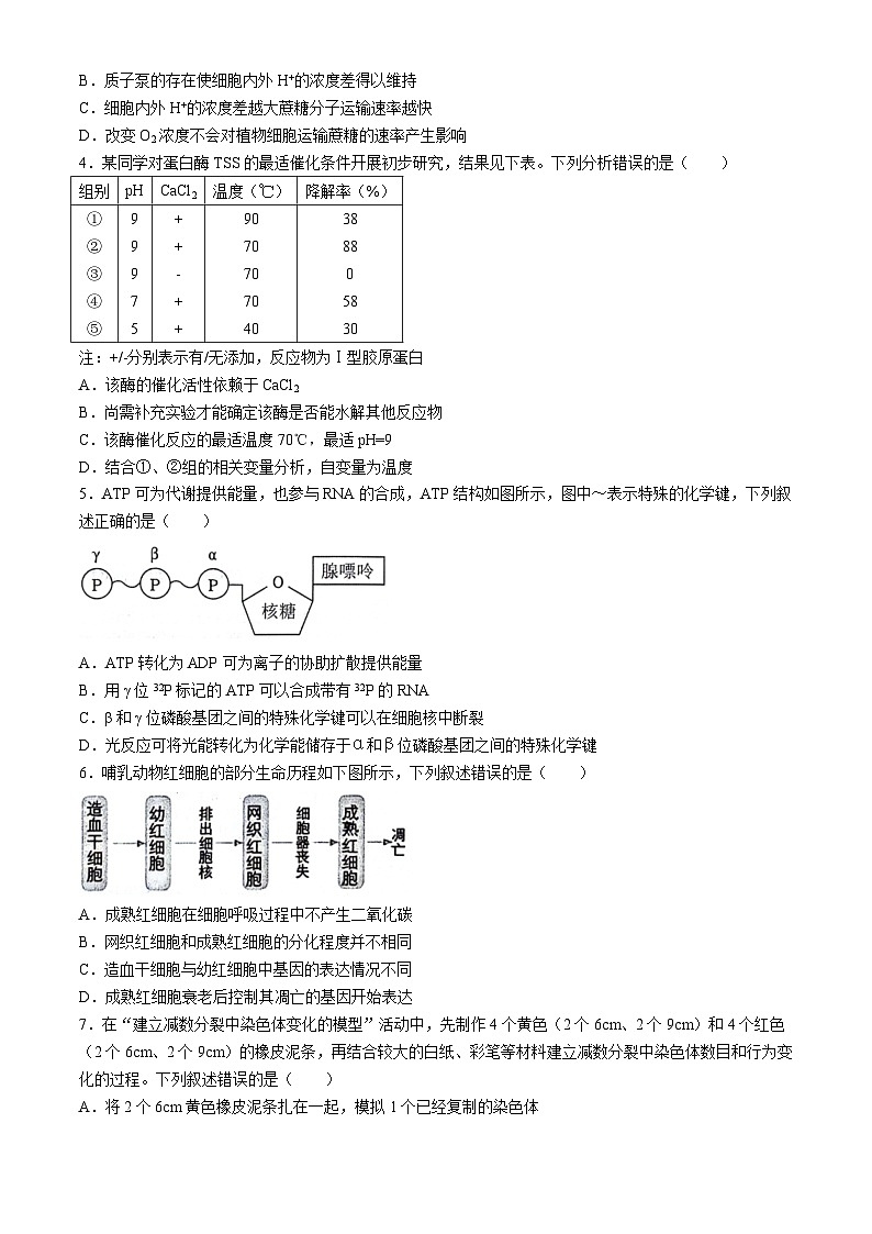 安徽省省十联考2023-2024学年高二下学期7月期末生物试题02