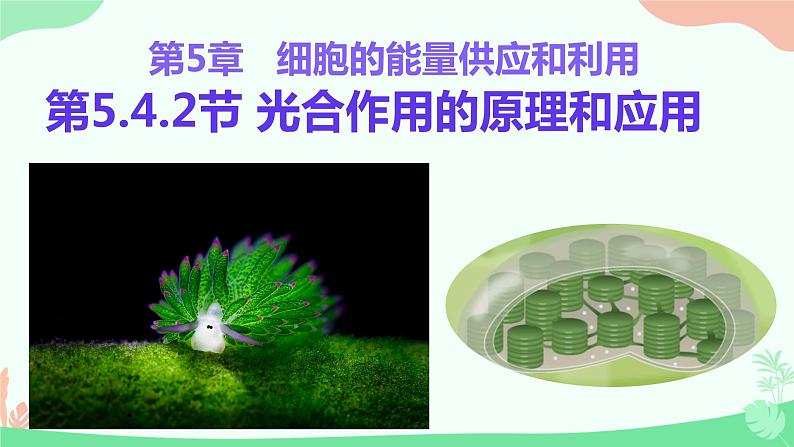 【核心素养】人教版高中生物必修一5.4.2《光合作用的原理和应用》课件＋课时练习＋教案（含教学反思）01