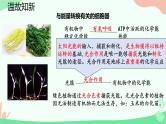 【核心素养】人教版高中生物必修一5.4.1《捕获光能的色素和结构》课件＋课时练习＋教案（含教学反思）