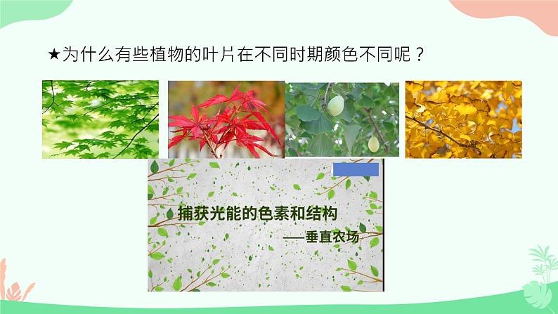 【核心素养】人教版高中生物必修一5.4.1《捕获光能的色素和结构》课件＋课时练习＋教案（含教学反思）06