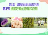 【核心素养】人教版高中生物必修一5.3《细胞呼吸的原理和应用》课件＋课时练习＋教案（含教学反思）