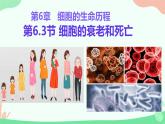 【核心素养】人教版高中生物必修一6.3《细胞的衰老和死亡》课件＋课时练习＋教案（含教学反思）