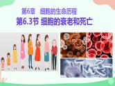 【核心素养】人教版高中生物必修一6.3《细胞的衰老和死亡》课件＋课时练习＋教案（含教学反思）