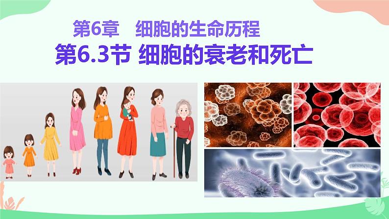 【核心素养】人教版高中生物必修一6.3《细胞的衰老和死亡》课件＋课时练习＋教案（含教学反思）01