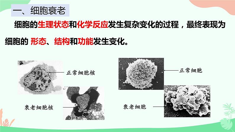 【核心素养】人教版高中生物必修一6.3《细胞的衰老和死亡》课件＋课时练习＋教案（含教学反思）06