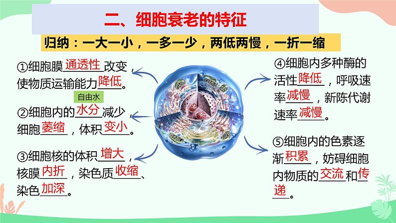 【核心素养】人教版高中生物必修一6.3《细胞的衰老和死亡》课件＋课时练习＋教案（含教学反思）07