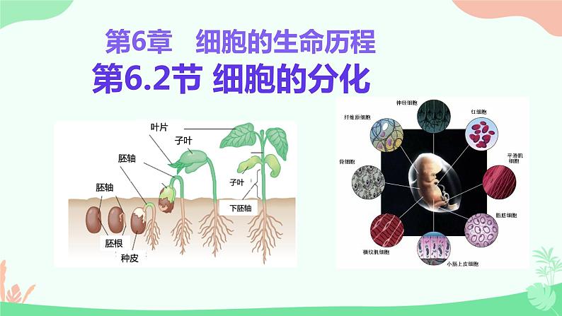 【核心素养】人教版高中生物必修一6.2《细胞的分化》课件＋课时练习＋教案（含教学反思）01