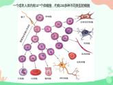 【核心素养】人教版高中生物必修一6.2《细胞的分化》课件＋课时练习＋教案（含教学反思）