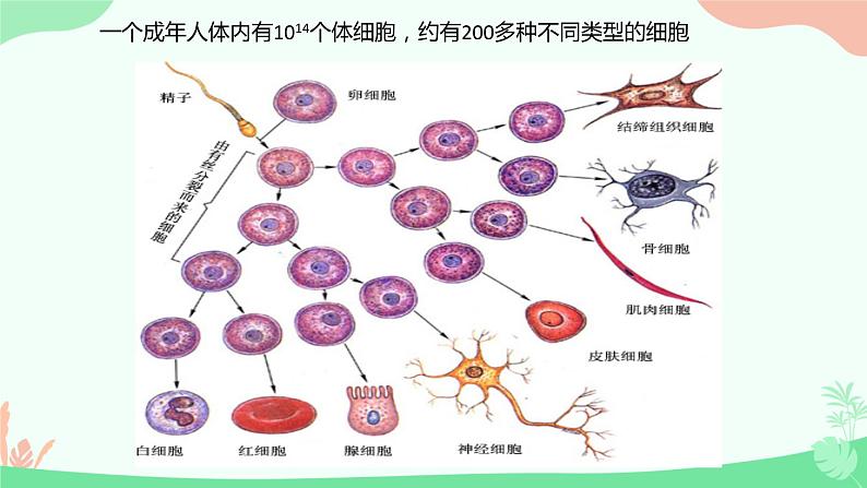 【核心素养】人教版高中生物必修一6.2《细胞的分化》课件＋课时练习＋教案（含教学反思）04