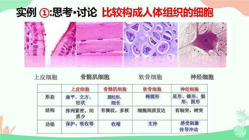 【核心素养】人教版高中生物必修一6.2《细胞的分化》课件＋课时练习＋教案（含教学反思）06