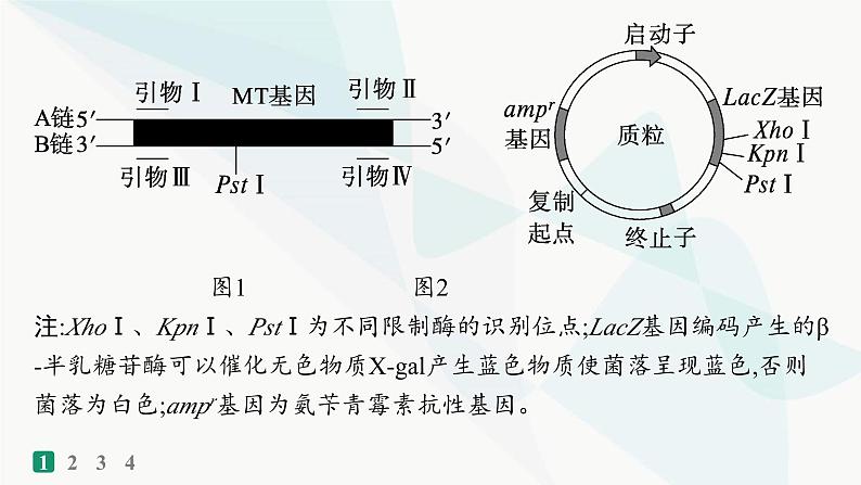 浙科版高考生物一轮复习热点练9新情境下基因工程的综合应用课件第3页