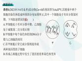 浙科版高考生物一轮复习命题热点突破4细胞增殖与遗传变异课件