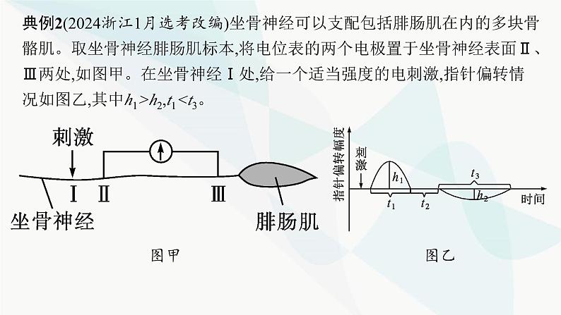 浙科版高考生物一轮复习命题热点突破5神经调节课件08