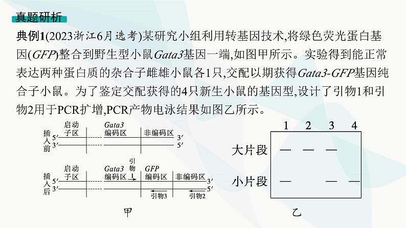 浙科版高考生物一轮复习命题热点突破9新情境下基因工程的综合应用课件第4页