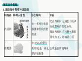 浙科版高考生物一轮复习第1单元细胞的分子组成与结构第4讲细胞质、细胞核和原核细胞课件