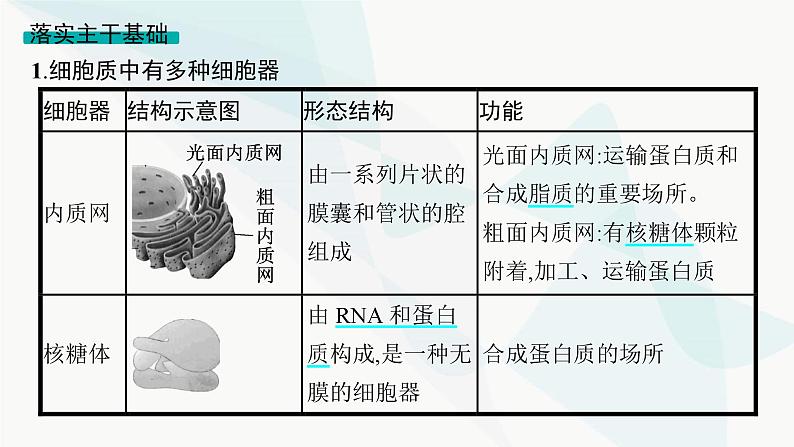 浙科版高考生物一轮复习第1单元细胞的分子组成与结构第4讲细胞质、细胞核和原核细胞课件05