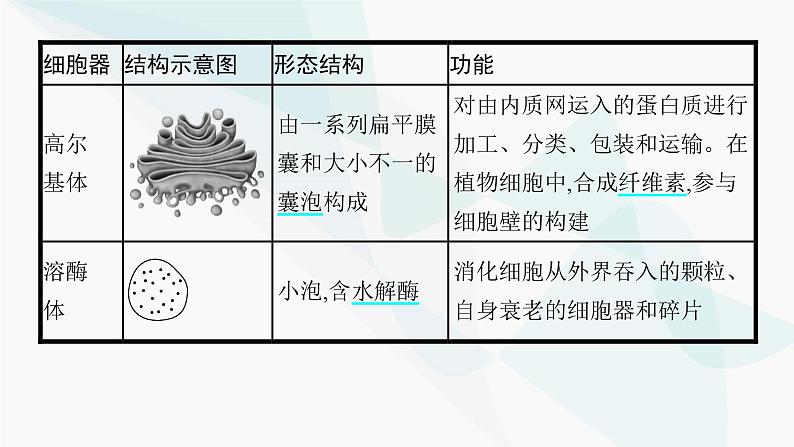 浙科版高考生物一轮复习第1单元细胞的分子组成与结构第4讲细胞质、细胞核和原核细胞课件06