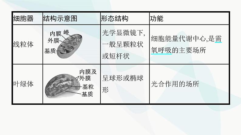 浙科版高考生物一轮复习第1单元细胞的分子组成与结构第4讲细胞质、细胞核和原核细胞课件07