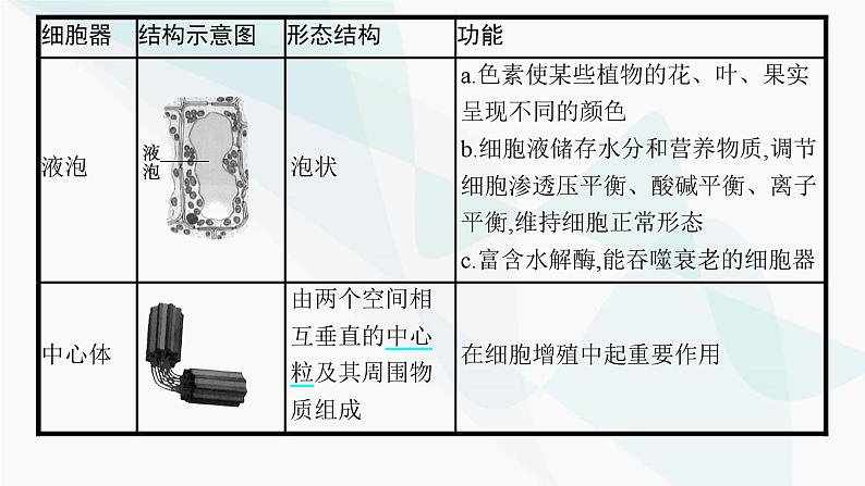 浙科版高考生物一轮复习第1单元细胞的分子组成与结构第4讲细胞质、细胞核和原核细胞课件08