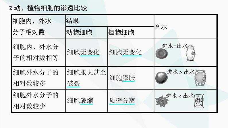 浙科版高考生物一轮复习第2单元细胞的代谢第6讲物质通过多种方式出入细胞课件05