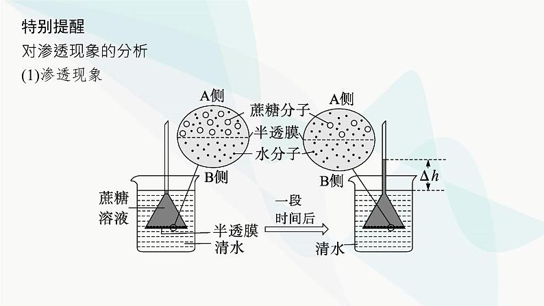 浙科版高考生物一轮复习第2单元细胞的代谢第6讲物质通过多种方式出入细胞课件06