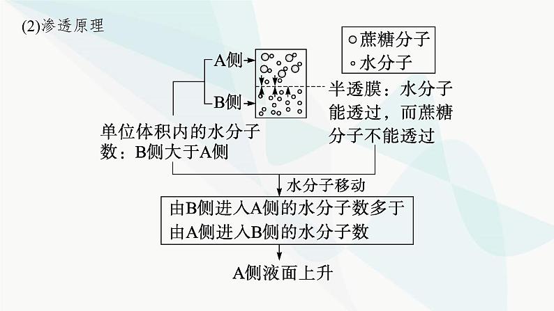 浙科版高考生物一轮复习第2单元细胞的代谢第6讲物质通过多种方式出入细胞课件07