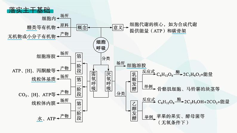 浙科版高考生物一轮复习第2单元细胞的代谢第7讲细胞呼吸为细胞生活提供能量课件04