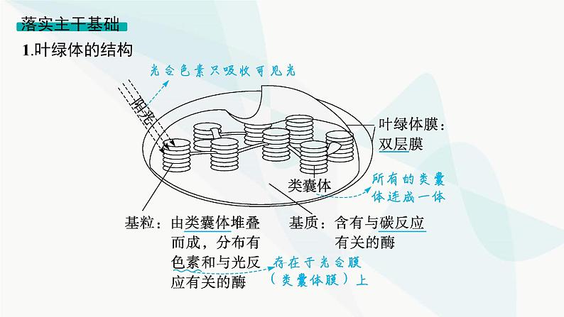 浙科版高考生物一轮复习第2单元细胞的代谢第8讲第1课时叶绿体与光合作用过程课件第4页