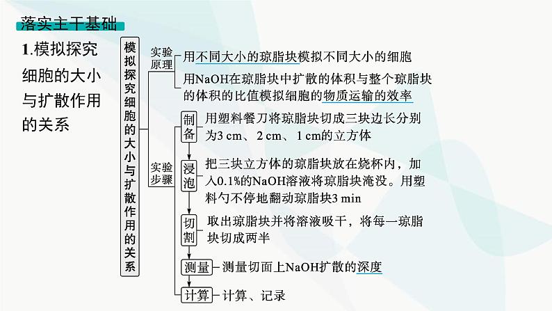 浙科版高考生物一轮复习第3单元细胞的生命历程第9讲细胞周期与有丝分裂课件第5页