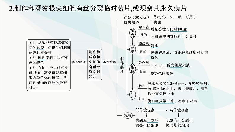 浙科版高考生物一轮复习第3单元细胞的生命历程第9讲细胞周期与有丝分裂课件第8页