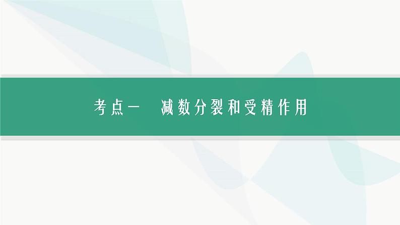 浙科版高考生物一轮复习第3单元细胞的生命历程第10讲减数分裂和受精作用课件03