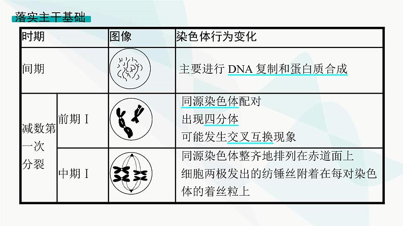 浙科版高考生物一轮复习第3单元细胞的生命历程第10讲减数分裂和受精作用课件04