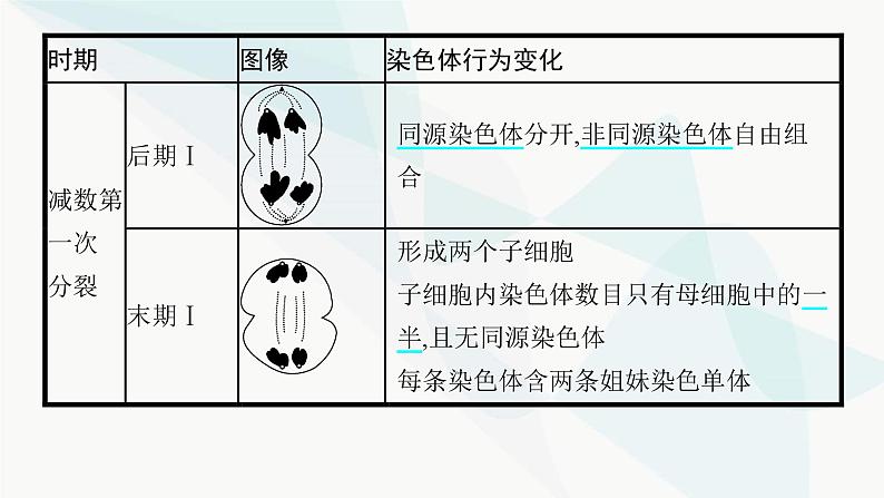 浙科版高考生物一轮复习第3单元细胞的生命历程第10讲减数分裂和受精作用课件05