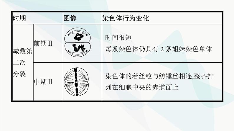 浙科版高考生物一轮复习第3单元细胞的生命历程第10讲减数分裂和受精作用课件06