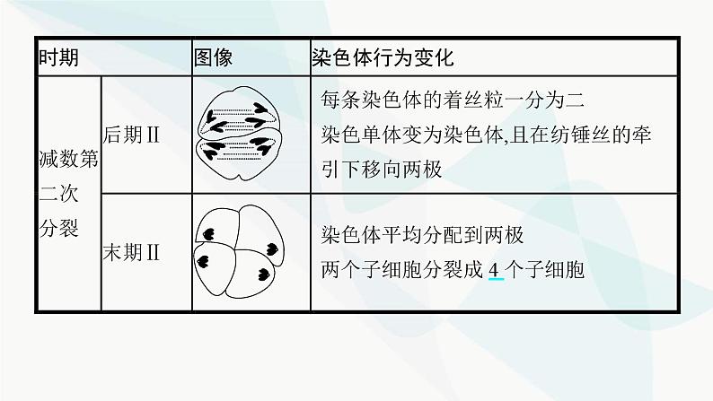 浙科版高考生物一轮复习第3单元细胞的生命历程第10讲减数分裂和受精作用课件07