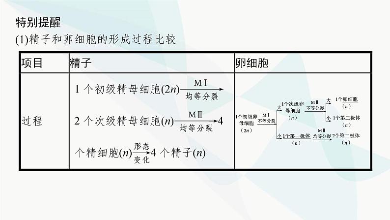 浙科版高考生物一轮复习第3单元细胞的生命历程第10讲减数分裂和受精作用课件08