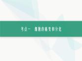 浙科版高考生物一轮复习第3单元细胞的生命历程第11讲细胞的分化、衰老、凋亡和癌变课件